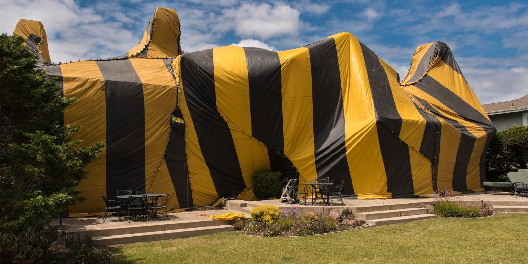 How To Prepare Your Home For Tenting And Fumigation