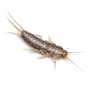 Silverfish pest control