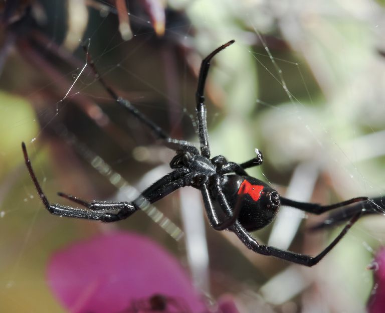 Black Widow Spider FAQ - Craig & Sons Termite & Pest Control