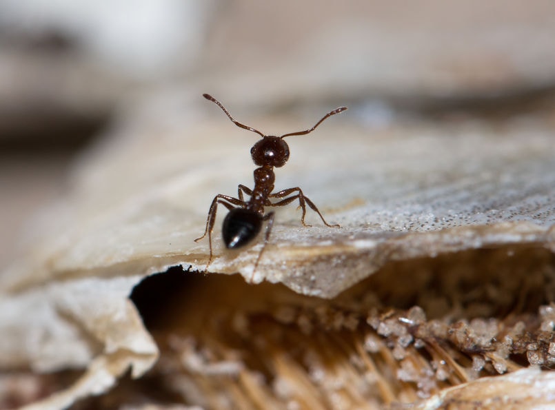 ant pest control temecula