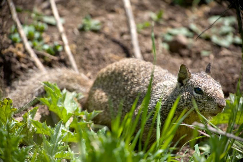 squirrel pest control fallbrook