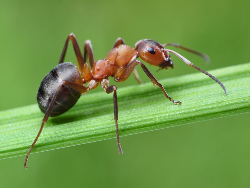 temecula ant pest control