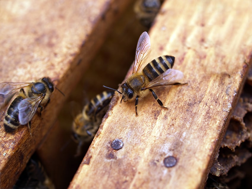 bee removal temecula