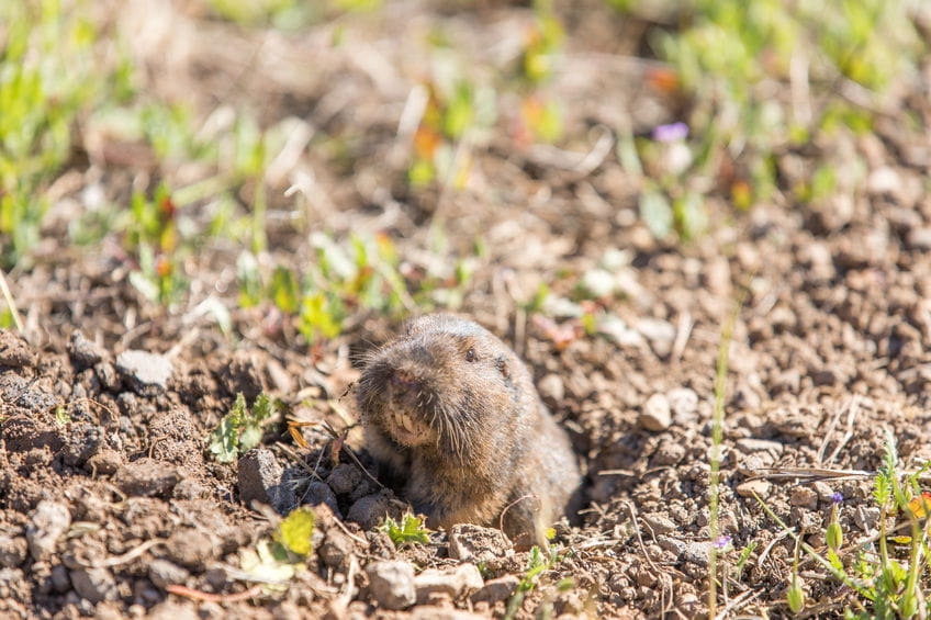 garden pest control temecula