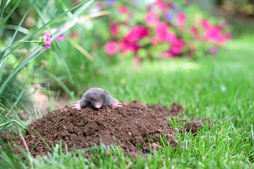 mole pest control temecula