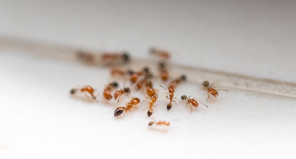 ant control temecula summer