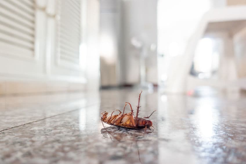 pest control plans temecula murrieta