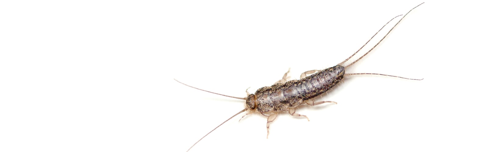 Silverfish Control Services by Knockout Pest Control & Termite