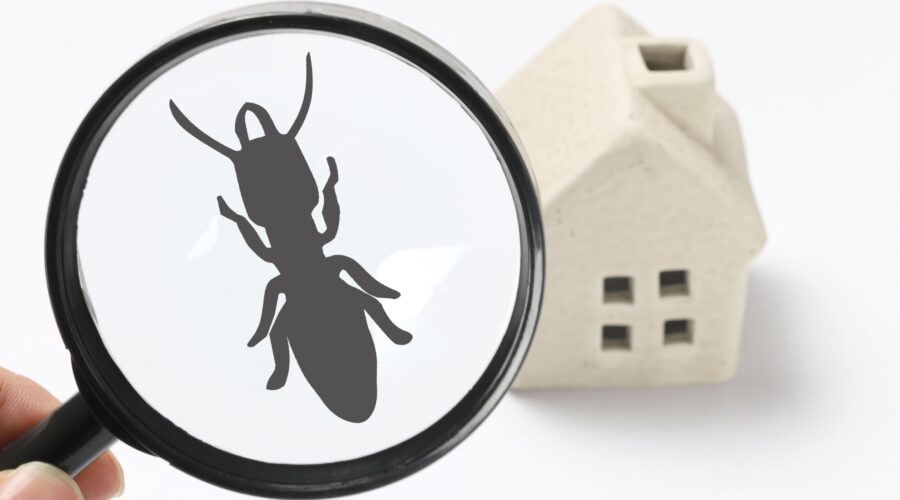 Image of a magnifying glass focusing on a large paper cut out of an ant, with a toy house in the background.