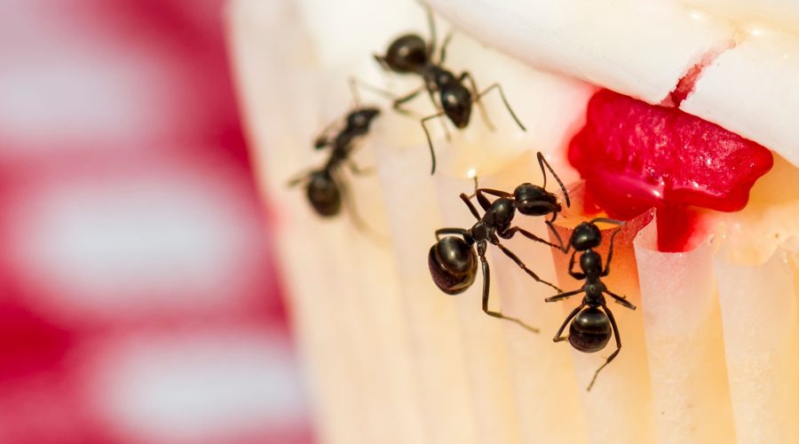 Four ants crawl on a cupcake on a blanket outside