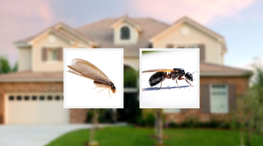 Two side by side images of a flying termite and a flying ant, blurred background image of a house.