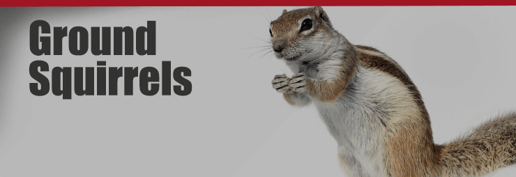 Ground Squirrel Control by Knockout Pest Control & Termite