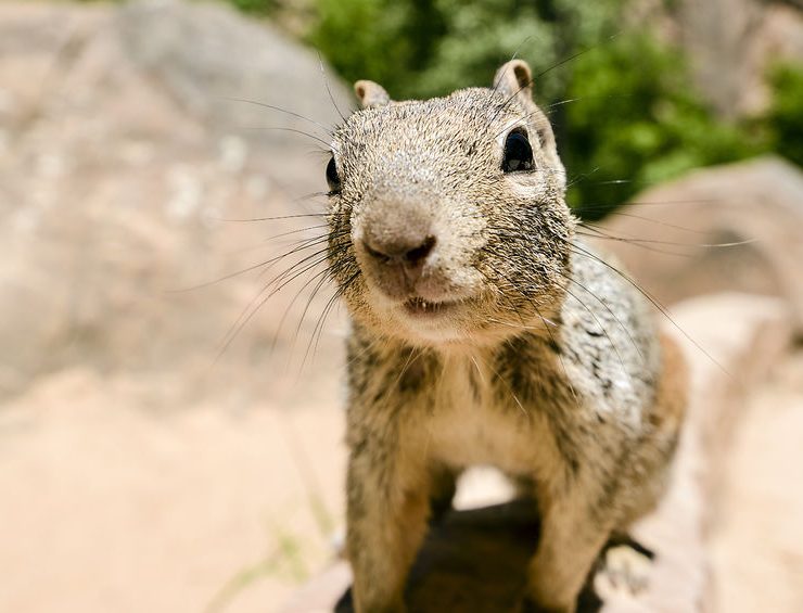 Ground Squirrel Control in Temecula | Knockout Pest Control