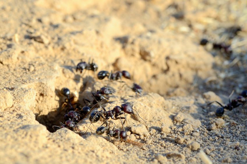 Was Temecula Built on an Ant Hill? The Answer May Surprise You